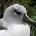 Gray-headed Albatross
